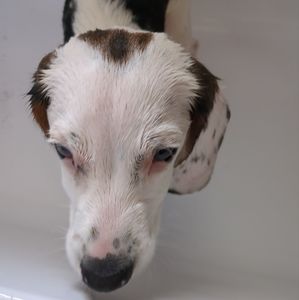 Meet your Posher, Harper